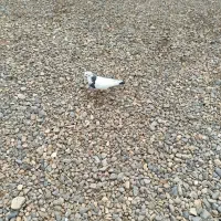 حدوداً 20تا هستش رو هم جفتی 450|پرنده|اهر, |دیوار