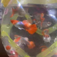 گوپی‌ کوی بالن سرقرمزوسرسفید|ماهی|تهران, کوثر|دیوار