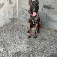 سگ مالینیوز رودان|سگ|رودان, |دیوار