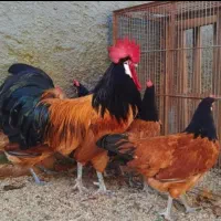 تخم نطفه دار و جوجه اپنزلر،ورورک،لاکنولدر آلمانی|حیوانات مزرعه|مشهد, موعود|دیوار