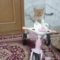 بچه گربه خوشگل|گربه|قوچان, |دیوار