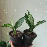 گل طبیعی|گل و گیاه طبیعی|مرودشت, قانون|دیوار