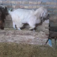 بزغاله نر ۳ عدد