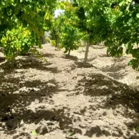 هزار-متر-باغ-چهاردیواری