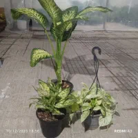 گل برای روز همسر|گل و گیاه طبیعی|بندر ماهشهر, |دیوار