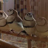 جفت فنچ جغدی مولد با جوجه|پرنده|تهران, شهرک دریا|دیوار