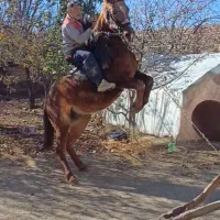 اسب کرد نجیب