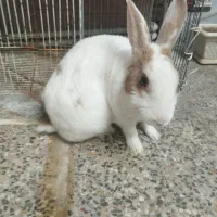 خرگوش دستی و آموزش دیده