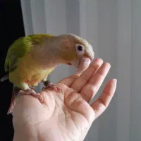 یک جفت گرینچیک.فول رام|پرنده|پاکدشت, پاکدشت (مامازند)|دیوار