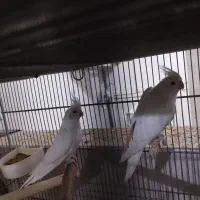 عروس هلندی آلبینو مولد کار حلقه ب پا|پرنده|قم, نوبهار|دیوار