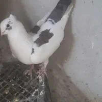 پرنده|پرنده|جوانرود, |دیوار