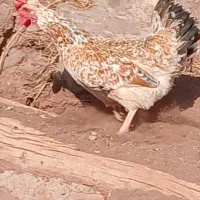 مرغ وخروس گلین لری|حیوانات مزرعه|قزوین, |دیوار