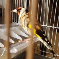 هفت رنگ سهره مست کتشلکن جفتی قناری