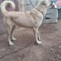 سگ گله ماده