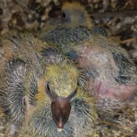 جفت شهری و جفت سبز با جوجه و یه جفت مخلف|پرنده|کازرون, |دیوار