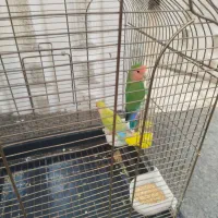 طوطی برزیلی و قفس