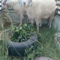 حیوانات|حیوانات مزرعه|اسفندقه, |دیوار