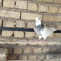 تعدادی طوقی نر و مادر بالغ آماده جفتن سالم و سرحال|پرنده|اصفهان, عاشق‌آباد|دیوار