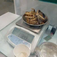 طلای آبشده شمش سادات همراه با آپ خرید و فروش