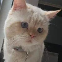 گربه نژاد بریتیش با وسایل