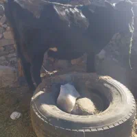 گاو ماهونی اصل|حیوانات مزرعه|لاله زار, |دیوار