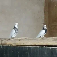 طوقی