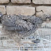لاکندزی