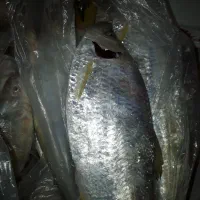 ماهی سوای تازه و محلی وحلزون