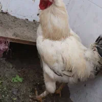 یک خروس بزرگ جثه با ۳ تا مرغ عوض میکنم