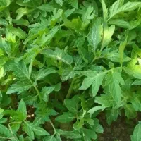 فروش شتیل گوجه فرنگی