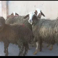 ۶عدد(میش بره سه شیره با بره درشت ۲۰کیلویی)گوسفند