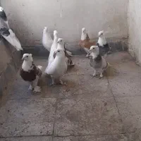 کبوترشازده‌وطوقی‌مهرکاکلی‌پرشی
