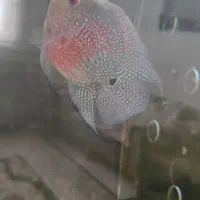 ماهی و عروس هلندی