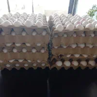 پخش تخم مرغ