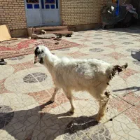 بز نر|حیوانات مزرعه|بندر ماهشهر, |دیوار