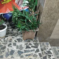 گل با گلدان