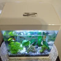 آکواریوم دلسا شیشه خم|ماهی|مشهد, آزادشهر|دیوار