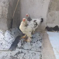 برهما لایت|حیوانات مزرعه|هشتگرد, شهرک بعثت|دیوار