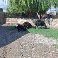 2راس گوسفند بره دار کردستانی جنس دار درجه یک