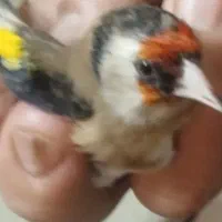 سهره معاوضه