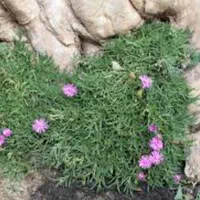 گل ناز گوشتی باغچه ای آپارتمانی،رزماری شمشاد،ترون|گل و گیاه طبیعی|تهران, افسریه شمالی|دیوار