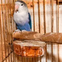 کوتوله برزیلی پاربلو|پرنده|پردیس, کمرد|دیوار