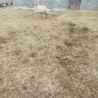 بیست راس گوسفند