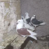 کبوتر مغلف یکت