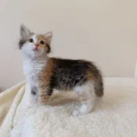 واگذاری گربه DSH