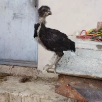 جوجه لاری افغان اصیل|حیوانات مزرعه|دابودشت, |دیوار