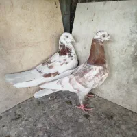 کبوتر کفتر انگلیسی