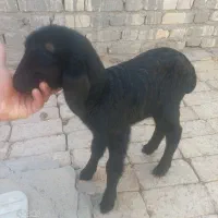 بره شیری