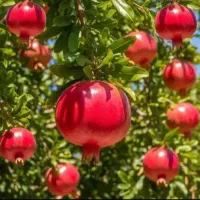 نهال انار دون‌سیاه گل‌نرگس