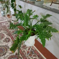 دسته دوم